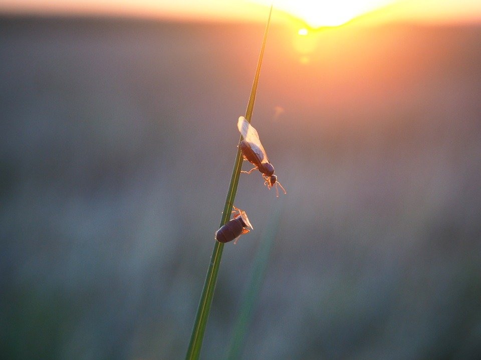 Мравки с крила