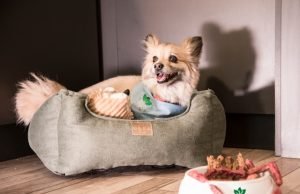 подходяща храна за куче